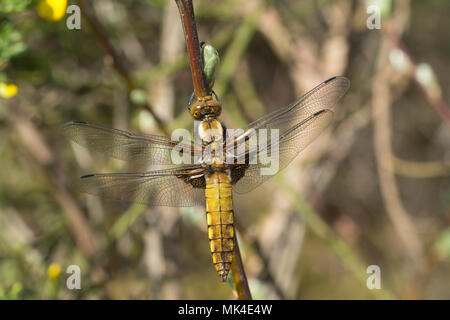 Grande taille femme libellule chaser (Libellula depressa) sur la lande dans le Berkshire, Royaume-Uni Banque D'Images