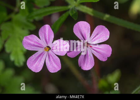 Close-up de deux fleurs roses d'herb Robert (Geranium robertianum), également connu sous le nom de Red Robin, la mort venir rapidement, Storksbill, Fox géranium Banque D'Images