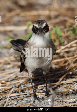 Mockingbird Mimus parvulus (Galapagos) debout sur le terrain, l'île de Genovesa, îles Galapagos, Equateur Banque D'Images