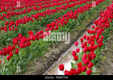 Jacinthes roses en lignes avec un peu de pluie dans le milieu des fleurs au cours de la vallée de la Skagit Tulip Festival à Mount Vernon, Washington, USA. Banque D'Images