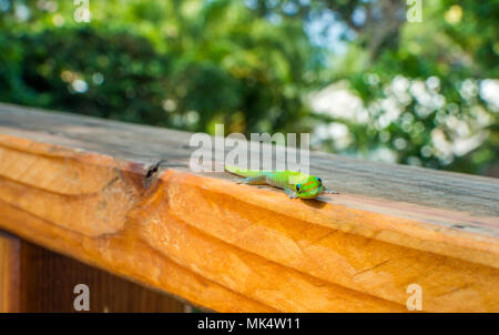 Un vert éclatant Hawaiian gold dust day gecko de sourire et de regarder la caméra. Banque D'Images