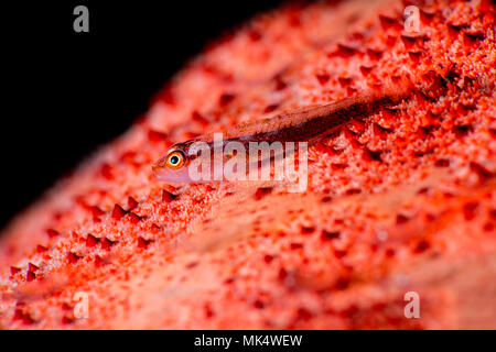 Goby reposant sur un coussin Star Banque D'Images