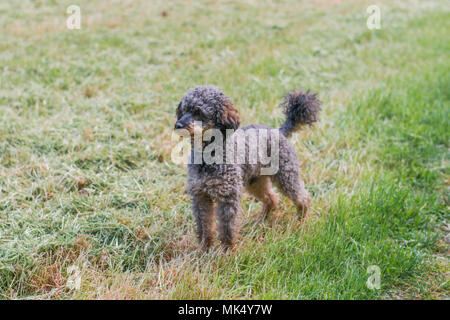 Adorable chien caniche Sable moelleux Banque D'Images