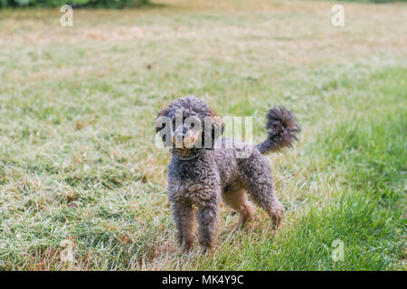 Adorable chien caniche Sable moelleux Banque D'Images