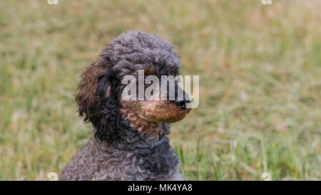 Adorable chien caniche Sable moelleux Banque D'Images