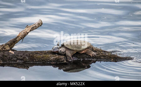 tortues en rondins Banque D'Images