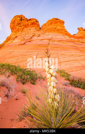 Yucca plante qui fleurit dans la zone d'accès aux formations de grès de Cottonwood Coyote Buttes South area de Vermilion Cliffs National Monument, Arizona USA. Banque D'Images