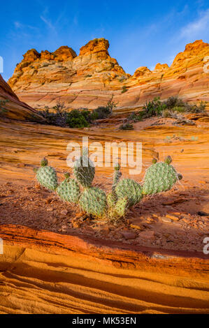 Oponce de l'est sur la formation de grès dans le sud de Coyote Buttes salon de Vermilion Cliffs National Monument, Arizona. Banque D'Images