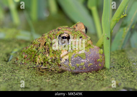 Crapaud d'Amérique mâle (Anaxyrus americanus) appelant sac gonflé, couverts de lentilles d'eau, de l'Iowa, USA. Banque D'Images