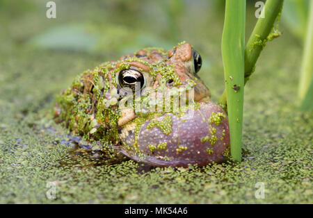 Crapaud d'Amérique mâle (Anaxyrus americanus) appelant sac gonflé, couverts de lentilles d'eau, de l'Iowa, USA. Banque D'Images