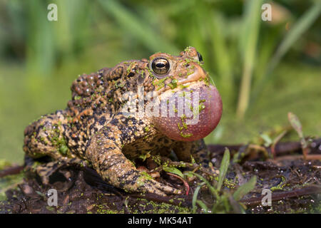 Crapaud d'Amérique mâle (Anaxyrus americanus) appelant sac gonflé, couverts de lentilles d'eau, de l'Iowa, USA. Banque D'Images