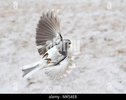 Le Junco ardoisé (Junco hyemalis) volant sous les chutes de neige, Ames, Iowa, USA Banque D'Images