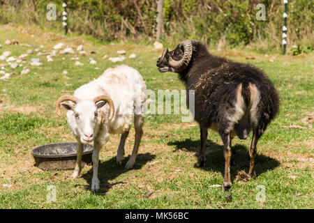 Oeillet, Washington, USA. L'un et l'autre unshorn fraîchement tondus patrimoine islandais race de moutons élevés pour la viande. Leur visage et les jambes sont libres de laine. Banque D'Images