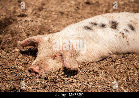 Oeillet, Washington, USA. Dirty Gloucestershire Old Spot porcelet se vautrer dans une étable. (PR) Banque D'Images