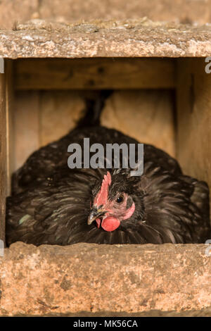 Oeillet, Washington, USA. Astralorp noir les poulets sont connus pour être de bonnes mères et gardiennes des nids. (PR) Banque D'Images