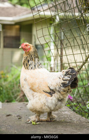 Issaquah, Washington, USA. Free-range Buff Brahma Poule debout sur une table en bois. (PR) Banque D'Images