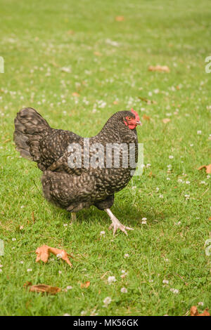 Issaquah, Washington, USA. Free-range Maran poule marcher sur une pelouse. (PR) Banque D'Images