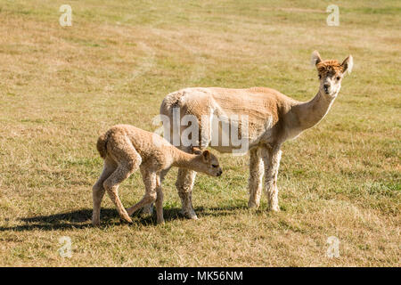 San Juan Islands, Washington, USA. La mère et le bébé fraîchement tondue alpagas. Banque D'Images