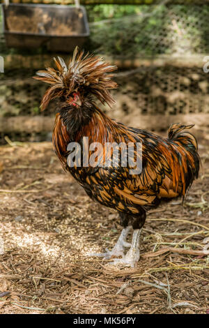 Issaquah, Washington, USA. Polish poules sont une race unique de poulet avec leurs énormes bouffant cimier de plumes en forme de v et comb. Banque D'Images