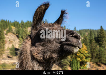 Leavenworth, Kansas, USA. Portrait de lama. (PR) Banque D'Images