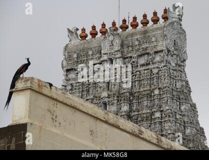 Sur le mur du Temple de paon Banque D'Images