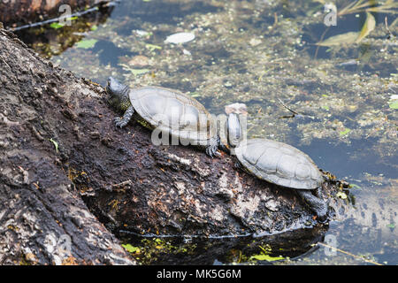 Deux tortues cistude à bronzer sur un journal suisse Banque D'Images