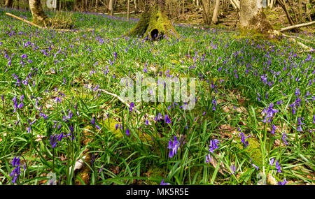 Tapis de jacinthes dans Eggerslck Woods près de Grange-over-Sands Banque D'Images