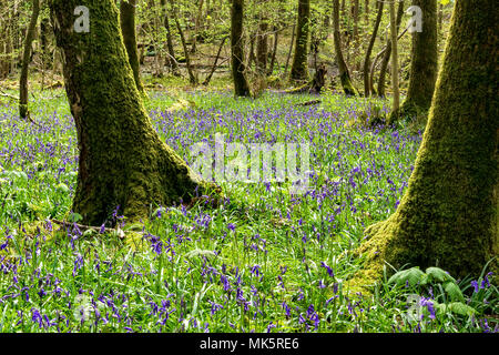 Tapis de jacinthes dans Eggerslack Woods près de Grange-over-Sands Banque D'Images