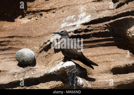 Noddi brun (Anous stolidus galapagensis), sous-espèce Galapagos reposant sur une barre rocheuse sur l'île Isabela, Galapagos. Banque D'Images