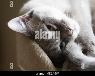 Une sombre et gris clair avec chaton siamois yeux bleu endormi recroquevillé dans un lit de chat et regardant la caméra. Banque D'Images