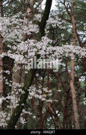 Les branches des cerisiers en fleur délicate entre les lignes sinueuses du pin rouge des arbres dans une forêt de la Corée du Sud ; vert, brun et rose, ciel couvert. Banque D'Images