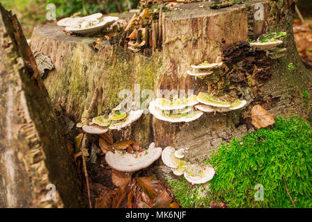 Gros plan du côté de plusieurs fruits d'un rorqual à bosse Tramete (Trametes gibbosa) champignons sur une souche dans la forêt d'aulnes en Frise orientale. Banque D'Images