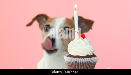 Jack Russell chien regarde bougie dans cake et lécher Banque D'Images