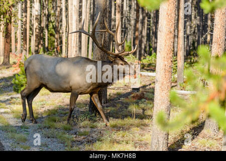 Bull Elk en forêt - un mâle mature marcher dans une dense forêt de pins, le Parc National de Yellowstone, Wyoming, USA. Banque D'Images