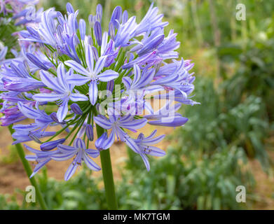 Belle fleur. Agapanthus bleu frais, Fleur de Lys Bleu africains dans le jardin en fleurs Banque D'Images