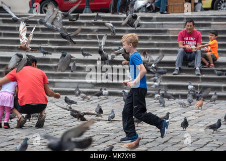 Garçon courir après les pigeons de la Place Saint François, Quito, Équateur. Banque D'Images