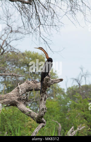 Le dard de l'Afrique (Anhinga rufa), perché sur un arbre mort d'un membre, de l'à côté d'un cours d'eau. Delta de l'Okavango. Le Botswana. L'Afrique. Banque D'Images