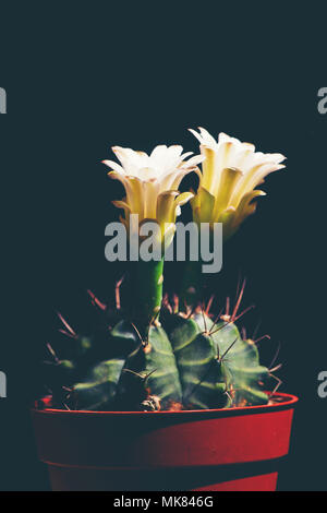 Belle fleur de cactus blomming isolé sur fond noir Banque D'Images