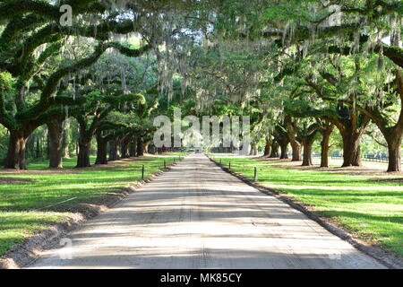 Avenue de chênes à Boone Hall en Caroline du Sud Banque D'Images