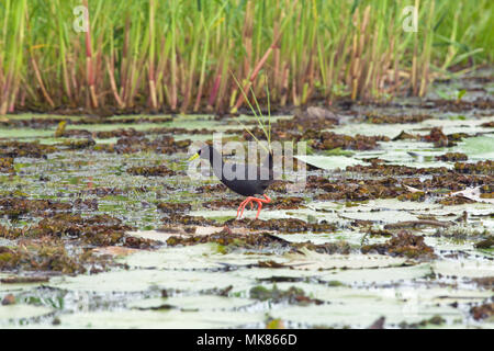 Butor (Limnocorax flavirostra). De longues jambes et les orteils d'être utilisé pour l'ensemble de la surface à l'aide d'eau stride feuilles nénuphar (Nymphaea nouchali), comme ste Banque D'Images