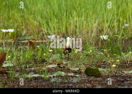 Jacana à poitrine dorée Actophilornis africanus (Afrique). Parmi la végétation aquatique flottante flottant en surface, y compris des lotus. Delta de l'Okavango. Le Botswana. Afric Banque D'Images