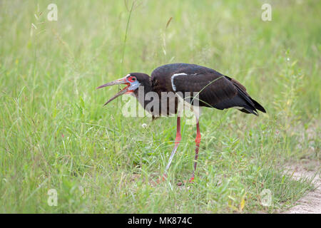 D'Abdim (Ciconia abdimii Cigogne). La capture d'un insecte volant dans le projet de loi. Ouvrez mandibules, attraper un insecte volant rouge, tout en marchant à travers les herbages Banque D'Images