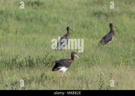D'Abdim (Ciconia abdimii Cigogne). Trois membres d'un troupeau, la recherche, la quête de la vie des invertébrés entre les prairies de savane en saison humide. Botswana Banque D'Images