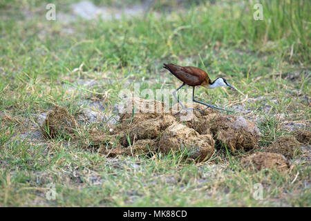 Jacana à poitrine dorée Actophilornis africanus (Afrique), la marche sur la décomposition de la bouse d'éléphant, à la recherche d'invertébrés. Banque D'Images