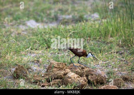 Jacana à poitrine dorée Actophilornis africanus (Afrique). Plus de bouse d'éléphant marche aux côtés d'un trou d'eau, à la recherche d'invertébrés. Delta de l'Okavango. Le Botswana. Afri Banque D'Images