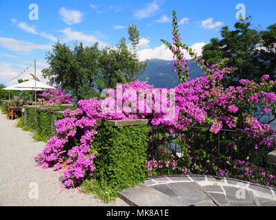 Bougainvillea fleurs violettes, plantes exotiques à l'île de Brissago, Suisse paysages vue sur les alpes suisses au Lac Majeur sur l'Ascona city, cle Banque D'Images