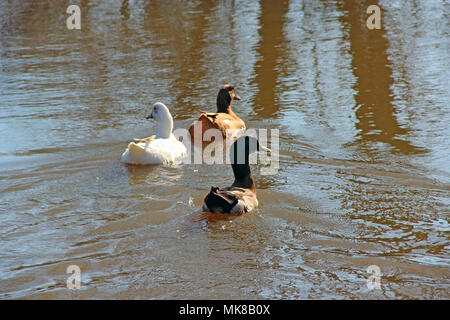 Piscine canards sur l'eau pendant l'inondation. Trois canards blanc marron et noir piscine sur l'eau. Les oiseaux du lac Banque D'Images