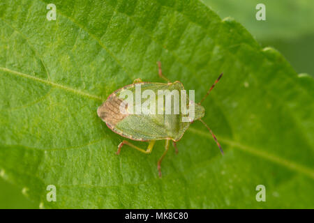 Insecte vert de bouclier commun (Palomena prasina) sur une feuille, Royaume-Uni Banque D'Images