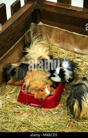 Beaux cobayes multicolores. Amis de cobaye. Animaux domestiques Banque D'Images