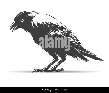 Hand Drawn Crow isolé sur blanc. Vector illustration. Illustration de Vecteur